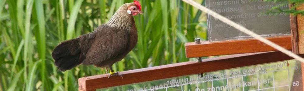 Een fazant scharrelt door het hoge gras van de buurtnatuurtuin.